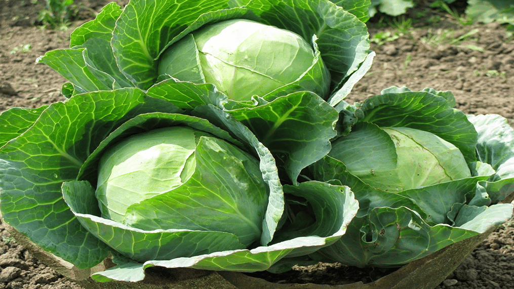 cabbage