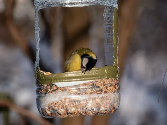 Bird Feeder